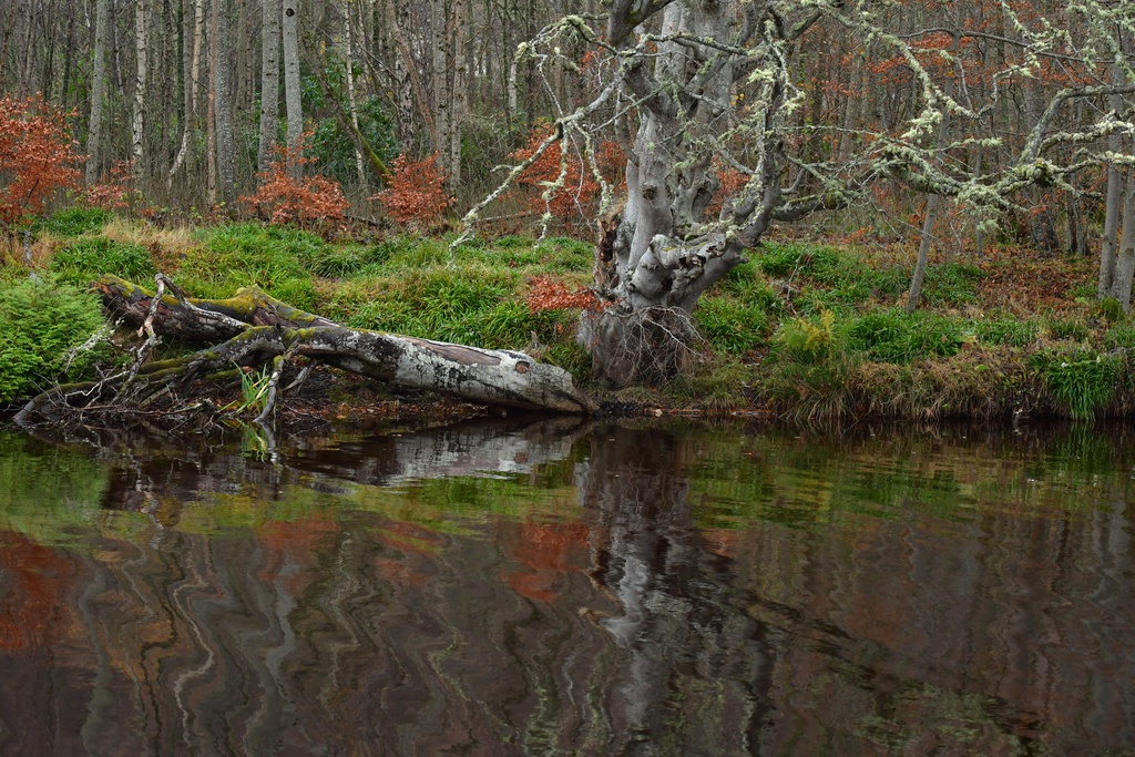 2018-11 Scotland/Foyers/DSC_7612.JPG